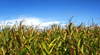 Corn in field
